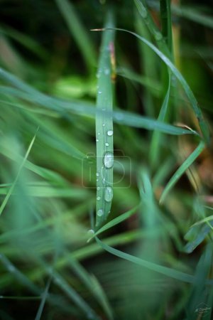 Téléchargez les photos : Une mise au point verticale de gouttes de pluie sur de l'herbe verte - en image libre de droit