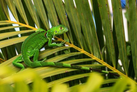 Photo for A young green iguana on a palm leaf showing its tail - Royalty Free Image