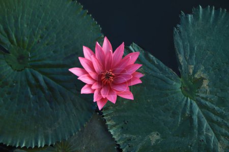 Téléchargez les photos : Gros plan d'une fleur de lotus rose sur l'eau entourée de feuilles vertes - en image libre de droit