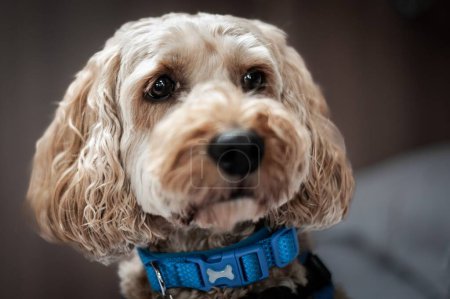 Foto de Un perro marrón con un collar azul sobre un fondo borroso - Imagen libre de derechos