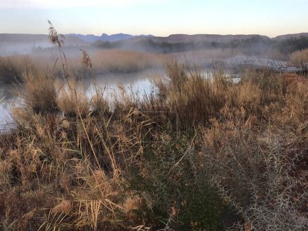 Téléchargez les photos : Gros plan de plantes séchées avec un lac couvert de brouillard en arrière-plan à l'automne. - en image libre de droit