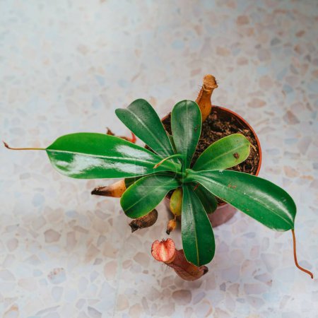 Téléchargez les photos : Vue rapprochée du dessus des feuilles vertes de la plante Nepenthes alata dans un pot de fleurs - en image libre de droit