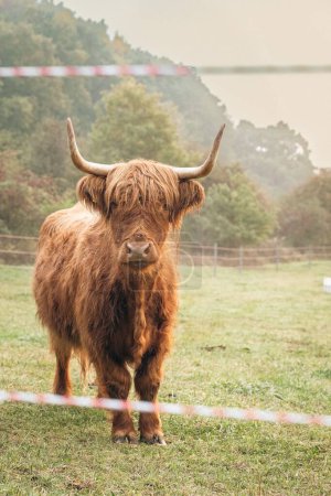 Foto de Un primer plano de ganado de las Tierras Altas marrones en pastos verdes en el valle de la Alta Baviera. - Imagen libre de derechos