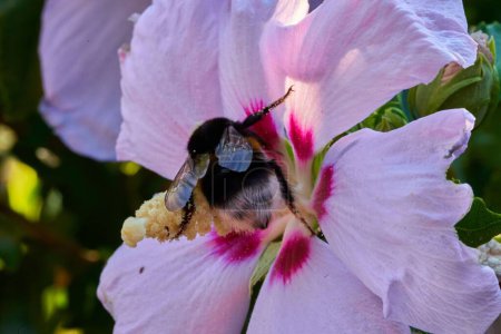 Foto de Una macro toma de una abeja recolectando polen de flores de hibisco en un jardín - Imagen libre de derechos
