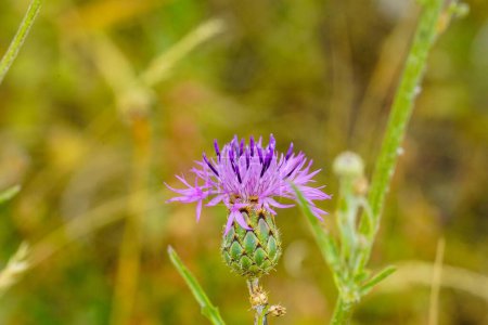 A shallow focus shot of a beautiful greater knapweed flower in a garden