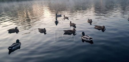 Téléchargez les photos : Canards sauvages dans un lac par temps brumeux - en image libre de droit