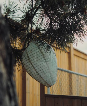 Téléchargez les photos : Un gros plan d'un nid de guêpes attaché à un arbre - en image libre de droit
