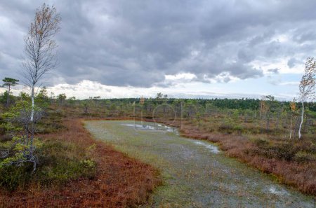 Foto de Un pantano verde en un hermoso paisaje bajo el cielo nublado y dramático - Imagen libre de derechos