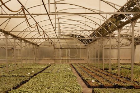 Foto de La visión de las plantas que crecen en un invernadero - industria agrícola de interior - Imagen libre de derechos
