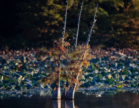 Foto de Un grupo de aves posadas en las ramas sin hojas de un árbol que crece en el lago - Imagen libre de derechos