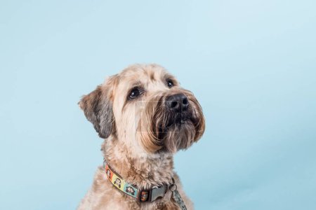 Foto de Un retrato de cerca de hermoso perro Wheaten Terrier recubierto suave con cuello colorido sobre fondo azul claro - Imagen libre de derechos