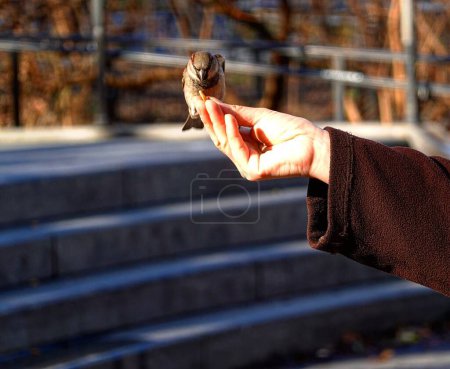 Foto de Un primer plano de un pájaro posado en una mano - Imagen libre de derechos