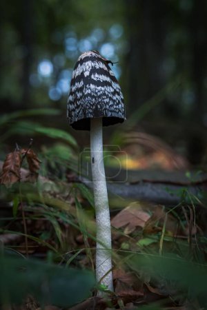 Foto de Un primer plano de un hongo Coprinopsis picacea creciendo en el bosque después de la lluvia - Imagen libre de derechos