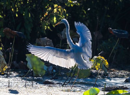 Téléchargez les photos : Gros plan d'une grande aigrette blanche de l'Est déployant ses larges ailes pour voler - en image libre de droit