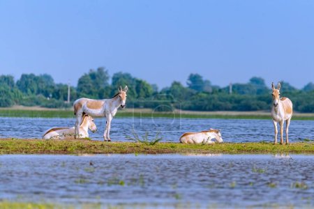 Photo for A family of wild asses by the side of lake - Royalty Free Image