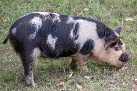 Téléchargez les photos : Un gros plan de cochon de sable et de dos d'Oxford dans la ferme - en image libre de droit