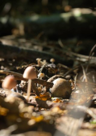 Foto de Un foco selectivo de setas silvestres en un bosque - Imagen libre de derechos