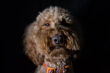 Foto de Un retrato de cerca del perro esponjoso Labradoodle mirando a la cámara sobre fondo negro - Imagen libre de derechos