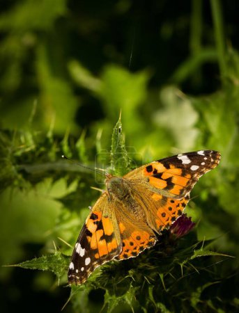 Téléchargez les photos : Une belle dame papillon peint (Vanessa cardui) reposant sur une plante sur fond naturel et flou - en image libre de droit