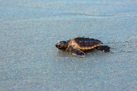 Foto de Una vista de cerca de una pequeña tortuga marina moderna caminando sobre una arena - Imagen libre de derechos