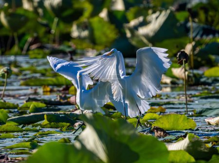 Photo for A closeup of a white Eastern great egret spreading its wide wings standing on the lake - Royalty Free Image