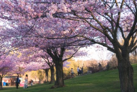 A landscape view of the cherry blossoms in the High Park. Toronto