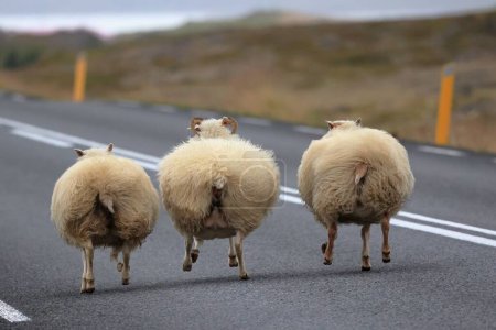 Fleeing sheep in a formation on the road in Iceland, touching ground with only one leg