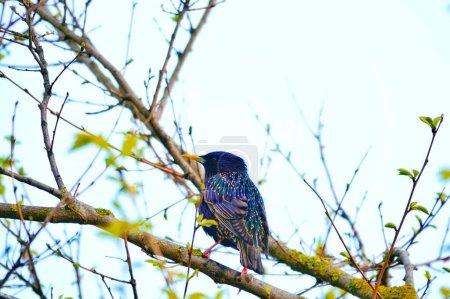 Foto de Un ave común de estornino en una rama de árbol - Imagen libre de derechos