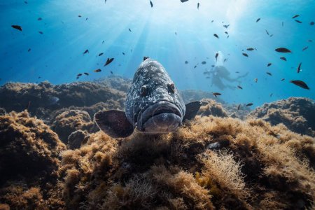 Téléchargez les photos : Un gros plan d'Epinephelus marginatus nageant sous l'eau - en image libre de droit