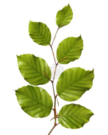 Un primer plano vertical de una rama de carpe con hojas verdes con textura brillante sobre un fondo blanco