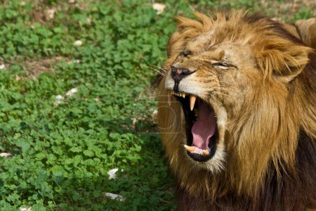 Photo for A closeup of a lion showing its teeth in the background of a field - Royalty Free Image