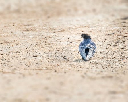 Photo for A selective focus shot of swift perched on a ground - Royalty Free Image