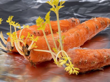 Photo for A view of carrots growing in the open air - Royalty Free Image