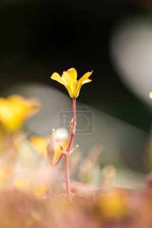 Photo for A selective focus of a creeping woodsorrel in a field under the sunlight with a blurry background - Royalty Free Image