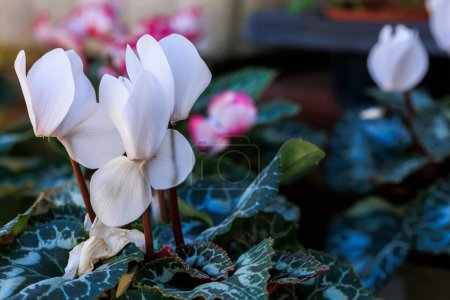Téléchargez les photos : Un gros plan de fleurs de cyclamen blanc dans un pot exposé dans une pépinière. - en image libre de droit
