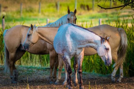 Téléchargez les photos : Plusieurs chevaux debout dans une prairie - en image libre de droit
