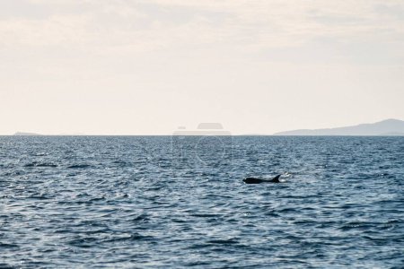 Photo for A closeup shot of a lonely dolphin swimming in the ocean - Royalty Free Image