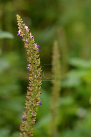 Photo for A vertical closeup of an American germander growing on a green blurry background - Royalty Free Image