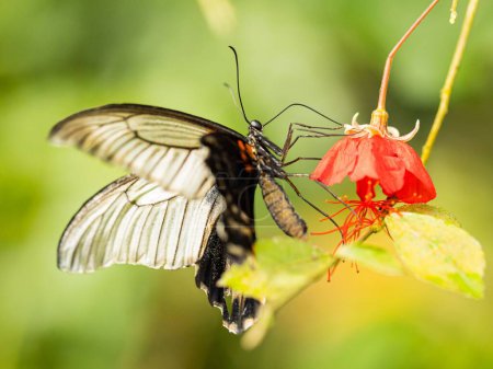 Téléchargez les photos : Le grand papillon mormon jaune (Papilio lowi) reposant sur une fleur sur le fond flou - en image libre de droit