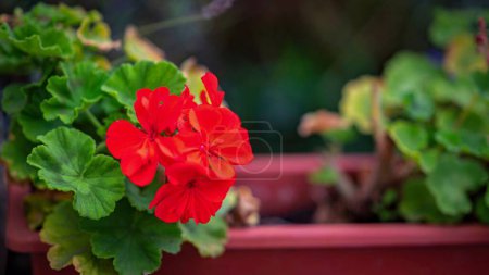 Foto de Un primer plano de flores de geranio rojo brillante en una olla. - Imagen libre de derechos