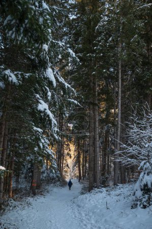 Foto de Un plano vertical del bosque cubierto de nieve - Imagen libre de derechos