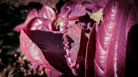 Foto de Un primer plano de orache rojo (Atriplex hortensis) a la luz del sol en el jardín - Imagen libre de derechos
