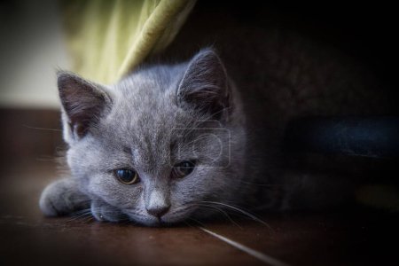 Téléchargez les photos : Un gros plan d'un mignon chat à poil court britannique couché sur ses pattes. - en image libre de droit