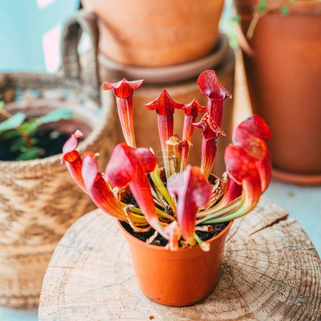 Téléchargez les photos : Une vue verticale à grand angle des cruches de trompette plantées dans un pot de fleurs - en image libre de droit