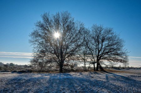 Téléchargez les photos : Le soleil brille à travers les branches d'un arbre nu sur une colline enneigée - en image libre de droit