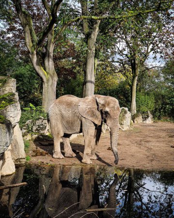 Photo for A vertical of the reflection of a baby elephant standing by a water pond on a sunny day in a zoo - Royalty Free Image