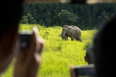 Photo for A selective focus shot of an elephant with tourists capturing in the foreground - Royalty Free Image