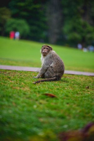 Téléchargez les photos : Une mise au point peu profonde d'un singe assis sur une herbe verte dans un parc - en image libre de droit