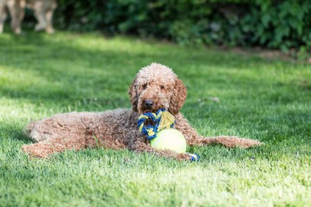 Photo for Closeup portrait of fluffy Labradoodle dog laying at green grass and playing with toy at the park on blurry background - Royalty Free Image