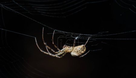 Photo for A closeup shot of a spider on a cobweb isolated on a black background. - Royalty Free Image
